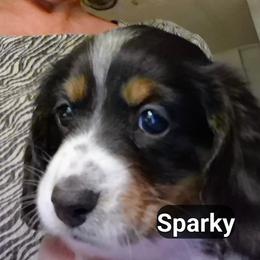SPARKY - Piebald male Dachshund puppy in Bangs, Texas from Lickin'bach Miniature Dachshunds