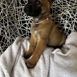 Belgian Malinois Puppies from Care 2 Protect
