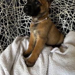 Belgian Malinois Puppies from Care 2 Protect