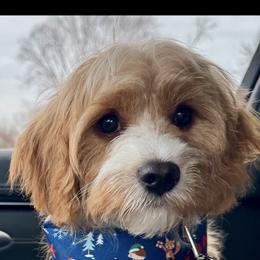 Cavalier King Charles Spaniel, Cavapoo, Havanese, Havapoo, and Poodle Puppies from West Cobb Dogs