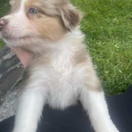 Australian Shepherd Puppies from Quiet Cove Kennels