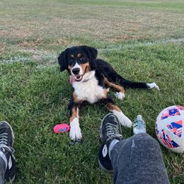 Bailey - Bernedoodle