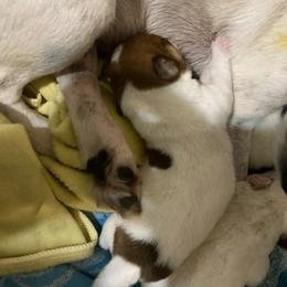 Lord Dell - White and tan male Russell Terrier puppy in Missouri from Royal Russells Ranch