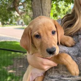Colin - Yellow male Labrador Retriever puppy in Great Falls, Montana from Yogo Point Kennels