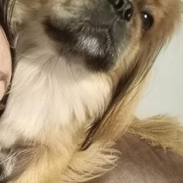 Pekingese from Pekingese for Life ✊