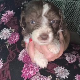 Virginia - Brown and white female Aussiedoodle puppy in Four Oaks, North Carolina from RoseWest Farms