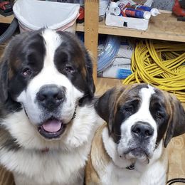 Saint Bernards from Mountain Empire Saints
