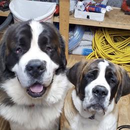 Saint Bernards from Mountain Empire Saints