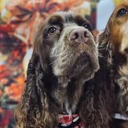 Delta - English Springer Spaniel