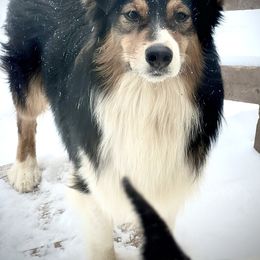 Lincoln - Australian Shepherd