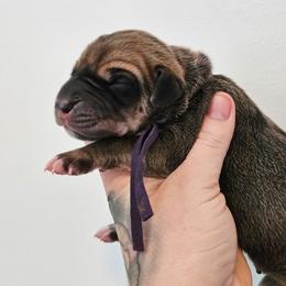 Dark purple collar - Fawn female Great Dane puppy in Warren, Ohio from Loyal-Loves Great Danes