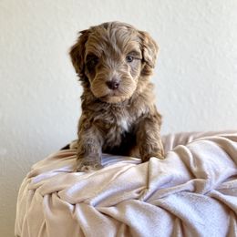 Bernedoodle, Cavapoo, and Goldendoodle Puppies from Doodle Amore