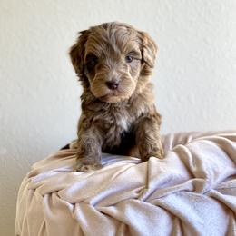Bernedoodle, Cavapoo, and Goldendoodle Puppies from Doodle Amore