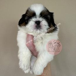 Shih Tzu Puppies from Shurbeez Shih Tzu