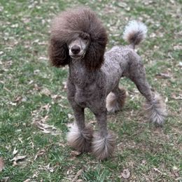 Jazz - Poodle