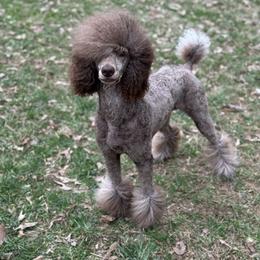 Jazz - Poodle