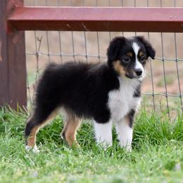 Mittens - Black tri male Toy Australian Shepherd puppy in Wichita Falls, Texas from Shooting Stars Ranch Toy and Mini Aussies