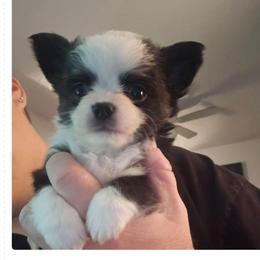 King - Black and white male Chihuahua puppy in Springfield, Missouri from Casadelopez Tails