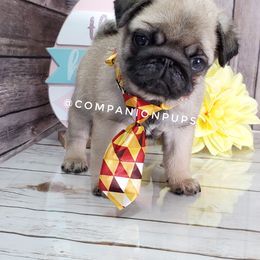 Pug Puppies from Companion Pups