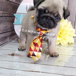 Pug Puppies from Companion Pups