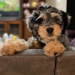 Bernedoodle puppies from Journey Doodles