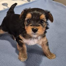 Yorkshire Terrier Puppies from Yorkie Tales