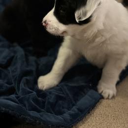 Sporty Mix Puppies from Seay's Sporty Mixes