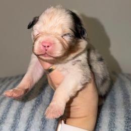 Tostadas - Blue merle male Australian Shepherd puppy in Anniston, Alabama from All Hale Aussies
