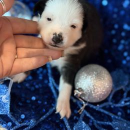 DONNER - Black & white male Miniature Australian Shepherd puppy in San Tan Valley, Arizona from Jaylee's Miniature Australian Shepherds