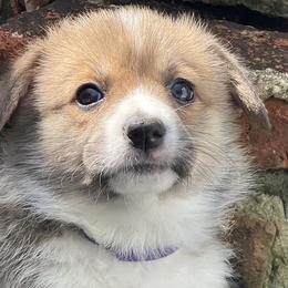 Girl 3 - Pembroke Welsh Corgi puppy in Sparta, New Jersey from CrestCottage Corgis