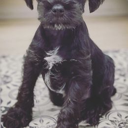 Miniature Schnauzer Puppies from Miniature Schnauzer Paradise llc