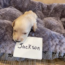 Dachshund Puppies from Forever home dachshunds