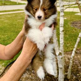 Sheila - Sable and white female Shetland Sheepdog puppy in Trenton, Michigan from Leigh Hi Shelties
