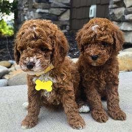 Poodle puppies from 4goldendoodles