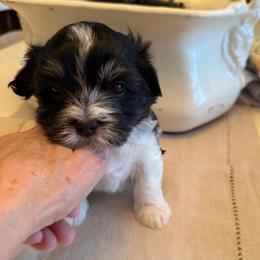 Jet - Black and white male Havanese puppy in Apopka, Florida from Dunhill Havanese