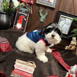 Havanese Puppies from Homeward Havanese, LLC