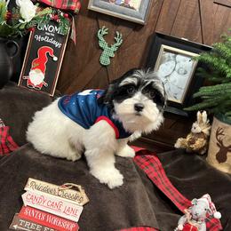 Havanese Puppies from Homeward Havanese, LLC