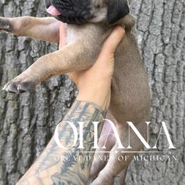 Maui - Fawn female Great Dane puppy in Michigan from Ohana Great Danes of Michigan