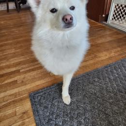 Pomsky All Grown Up from Yuna's Pomsky