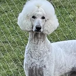 Poodles from Kayte & Grayce Standard Poodles