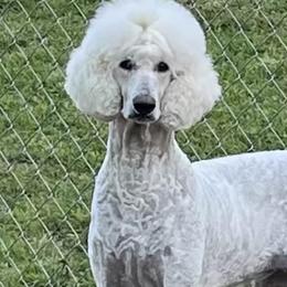 Poodles from Kayte & Grayce Standard Poodles