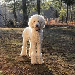 Falkor - Poodle