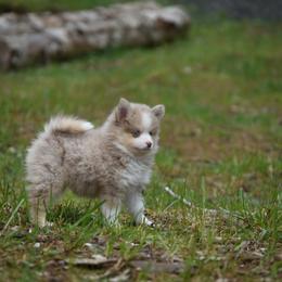 Rainy - Merle female Pomsky puppy in Coos Bay, Oregon from Ocean View Pomskies
