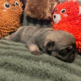 Ian - Fawn male Pug puppy in Hanover, Virginia from Pure Pugs