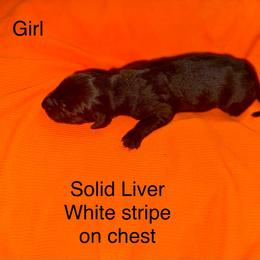 Girl 3 - Liver female German Shorthaired Pointer puppy in Aitkin, Minnesota from Whispering’s GunDogs