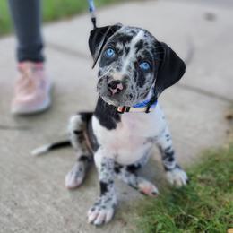 Catahoula Leopard Dog Puppies from Peach Tree Catahoulas