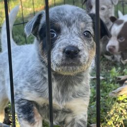 Australian Cattle Dog Puppies from Twisted C Heelers