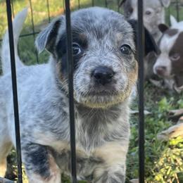 Australian Cattle Dog Puppies from Twisted C Heelers