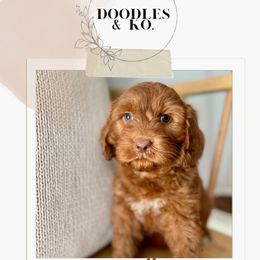 Australian Labradoodle and Labradoodle Puppies from Doodles_Ko