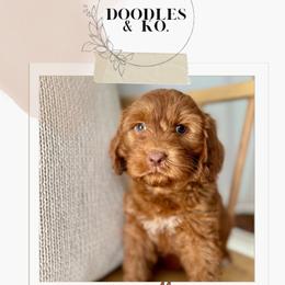 Australian Labradoodle and Labradoodle Puppies from Doodles_Ko